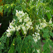 Benzoil Seeds, Moringa oleifera