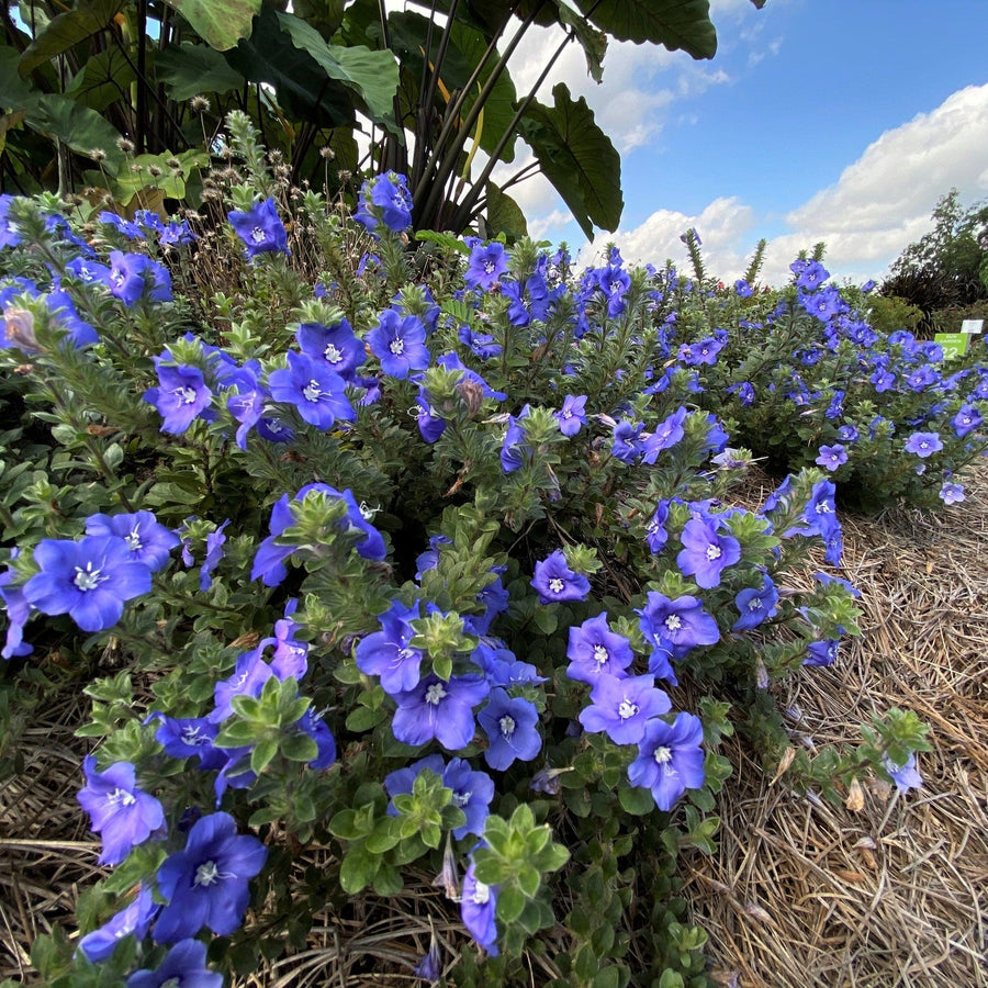 Morning Glory Blue Seeds, Ipomoea tricolor Flower Seeds