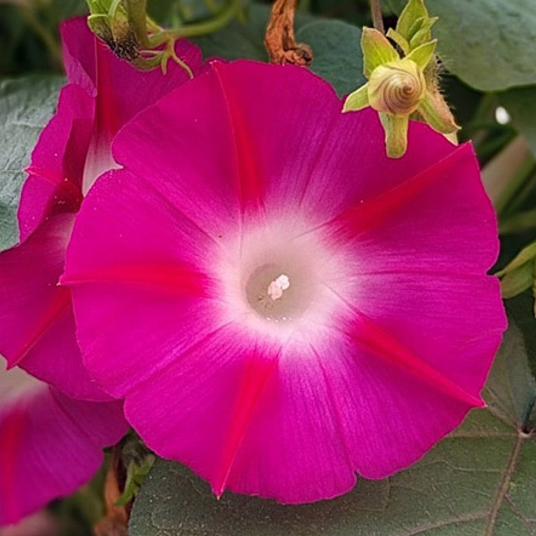 Crimson Rambler Morning Glory Seeds