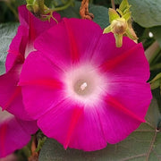 Crimson Rambler Morning Glory Seeds