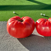 Red Mortgage Tomato Seeds