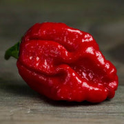Trinidad Moruga Scorpion Chilli Seeds