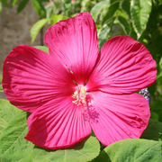 Moscheutos Hibiscus Seeds