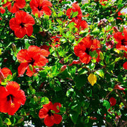 Moscheutos Hibiscus Seeds