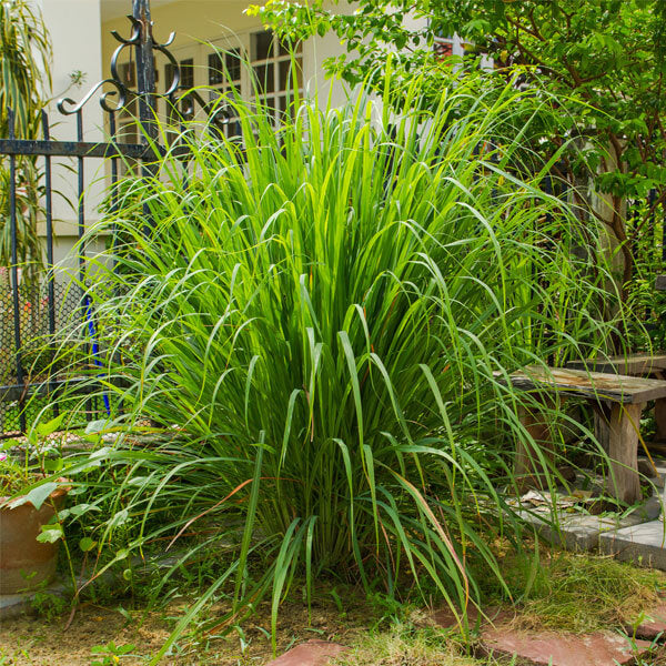 Mosquito Repellent - Herbal Seeds