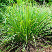Mosquito Repellent - Herbal Seeds