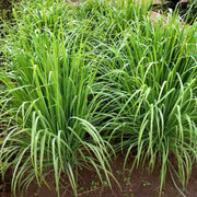 Mosquito Repellent - Herbal Seeds