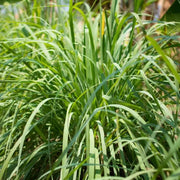 Mosquito Repellent - Herbal Seeds