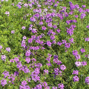 Moss Groundcover Verbena Seeds