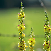 Moth Mullein Seeds