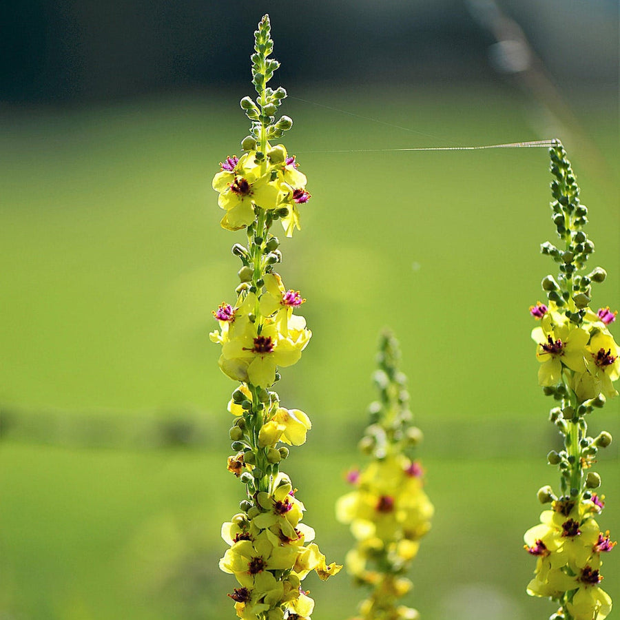 Moth Mullein Seeds