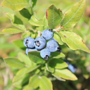 Mountain Blueberry Seeds