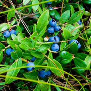 Mountain Blueberry Seeds
