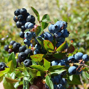 Mountain Blueberry Seeds