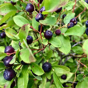 Mountain Huckleberry Berry Seeds