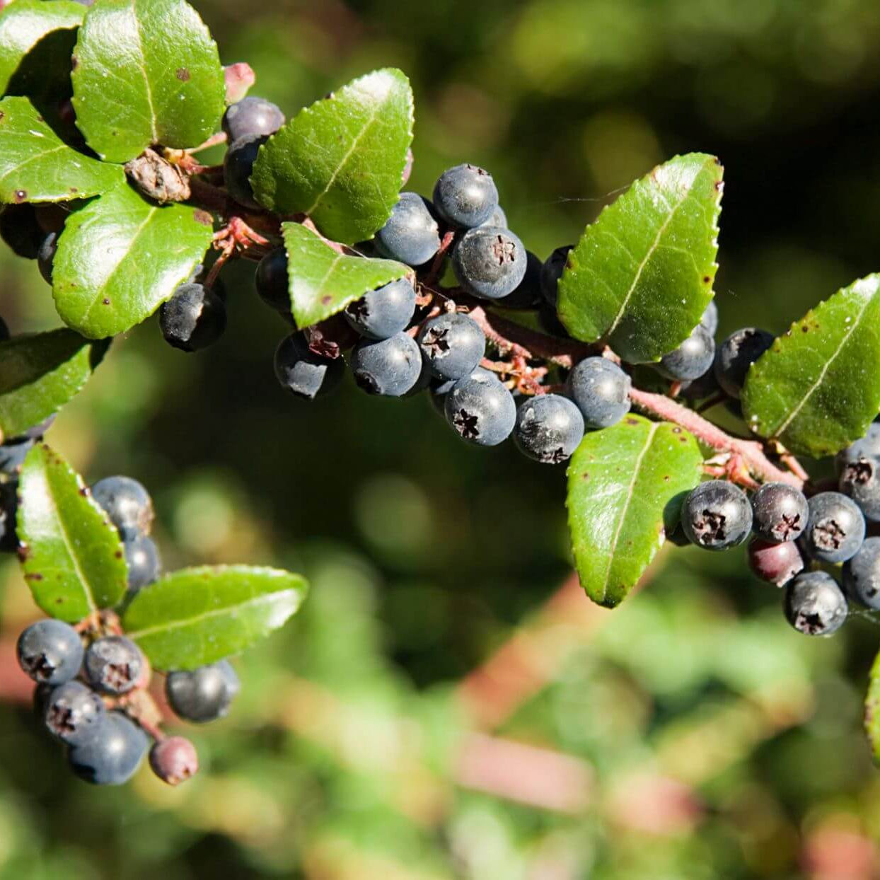Mountain Huckleberry Berry Seeds