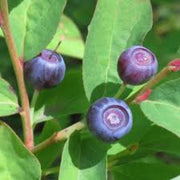 Mountain Huckleberry Berry Seeds