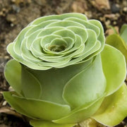 Mountain Rosa spp. Seeds