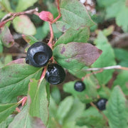 Mountain Huckleberry Berry Seeds