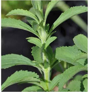Sweet Italian Mozzarella Basil Seeds, Herbal