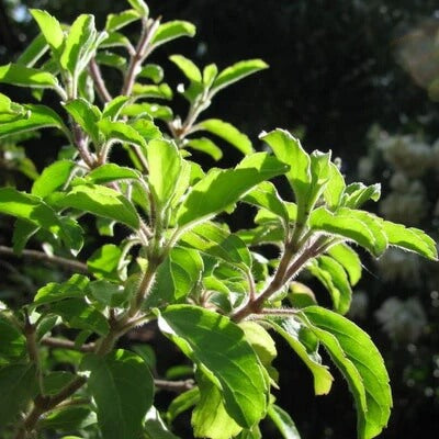 Sweet Italian Mozzarella Basil Seeds, Herbal