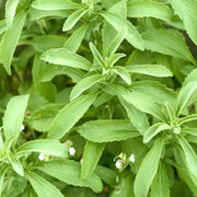 Sweet Italian Mozzarella Basil Seeds, Herbal