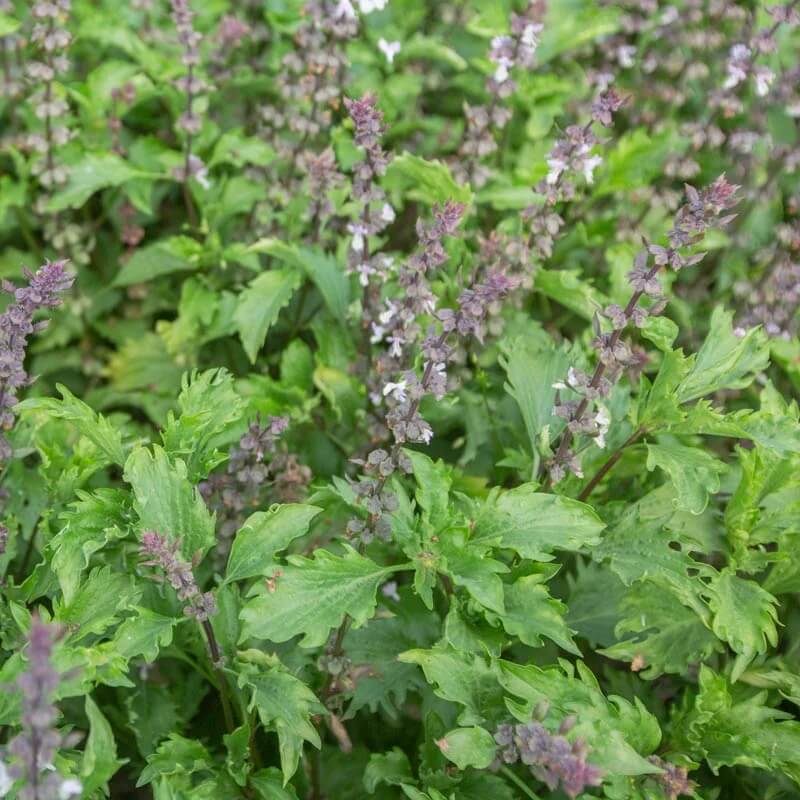 Mrihani Ocimum Basilicum Basil Seeds, Herbal
