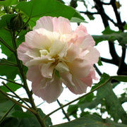 Mutabilis Hibiscus Seeds