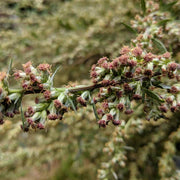 Mugwort Seeds - Herbal Plant For Home Gardens Seeds