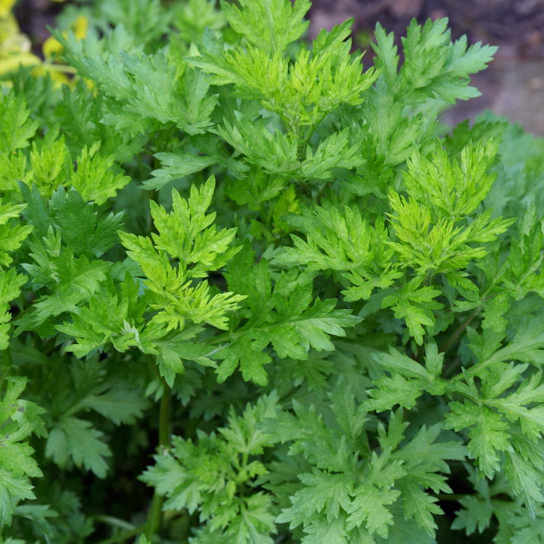 Mugwort Seeds – Artemisia vulgaris