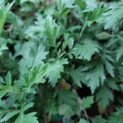 Mugwort Seeds – Artemisia vulgaris