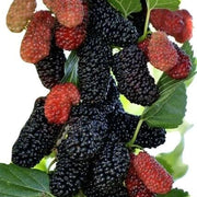 Mulberry Futuba Long Berry Seeds