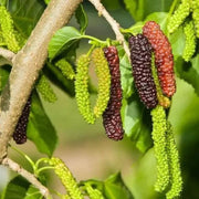Long Mulberry Seeds
