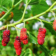 Red Mulberry Seeds