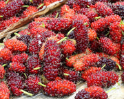 Red Mulberry Seeds
