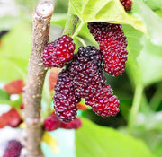 Russian Morus alba Mulberry Seeds