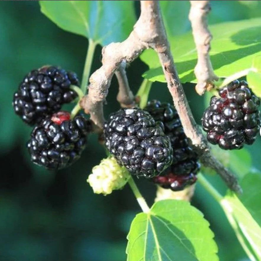 Black Mulberry Seeds