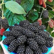 Mulberry Futuba Long Berry Seeds