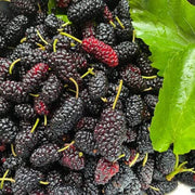 Mulberry Futuba Long Berry Seeds