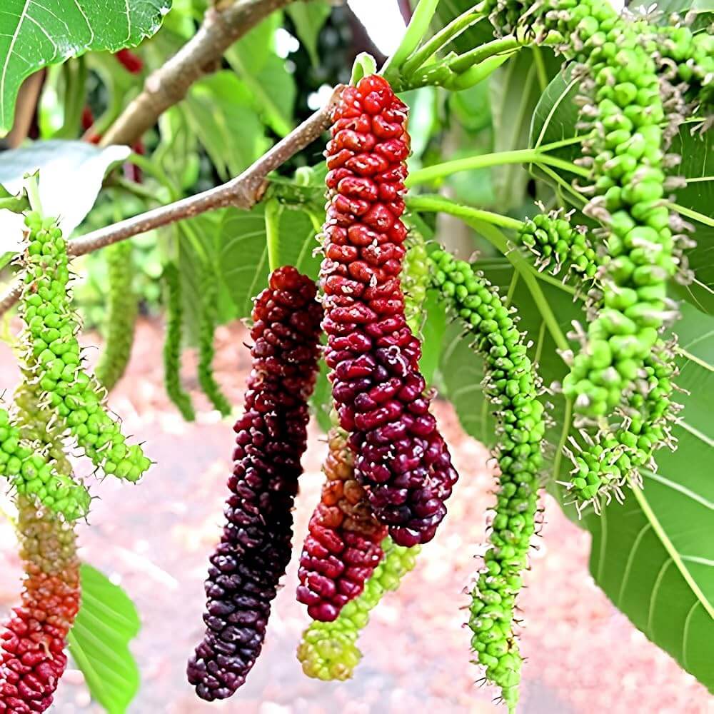 Long Mulberry Seeds