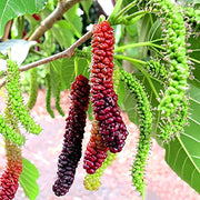 Long Mulberry Seeds