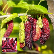 Long Mulberry Seeds