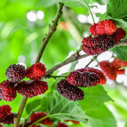 Mulberry Seeds – Morus alba