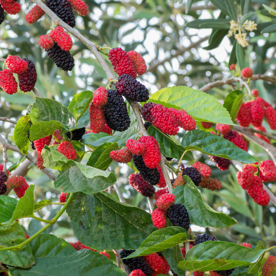 Mulberry Seeds – Morus alba