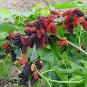 Mulberry Seeds – Morus alba