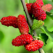 Red Mulberry Seeds