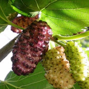 Russian Morus alba Mulberry Seeds