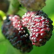 Russian Morus alba Mulberry Seeds