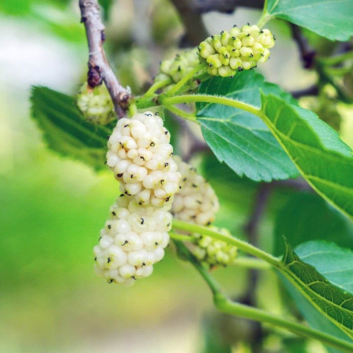 White Mulberry Seeds