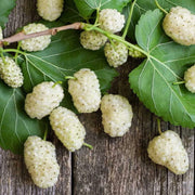 White Mulberry Seeds